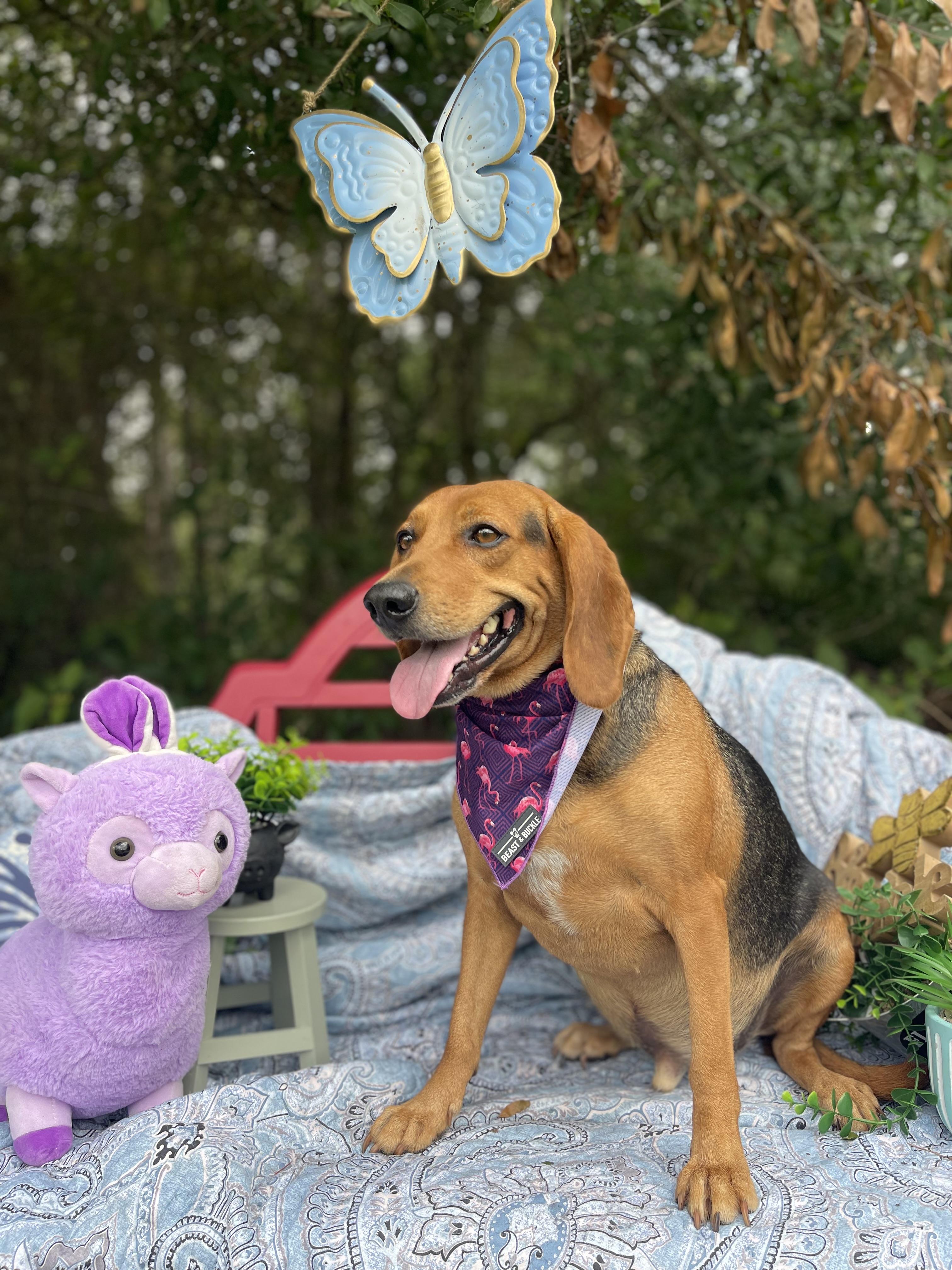 Beaux, an adopted mixed breed in Sebring, FL image 5/6
