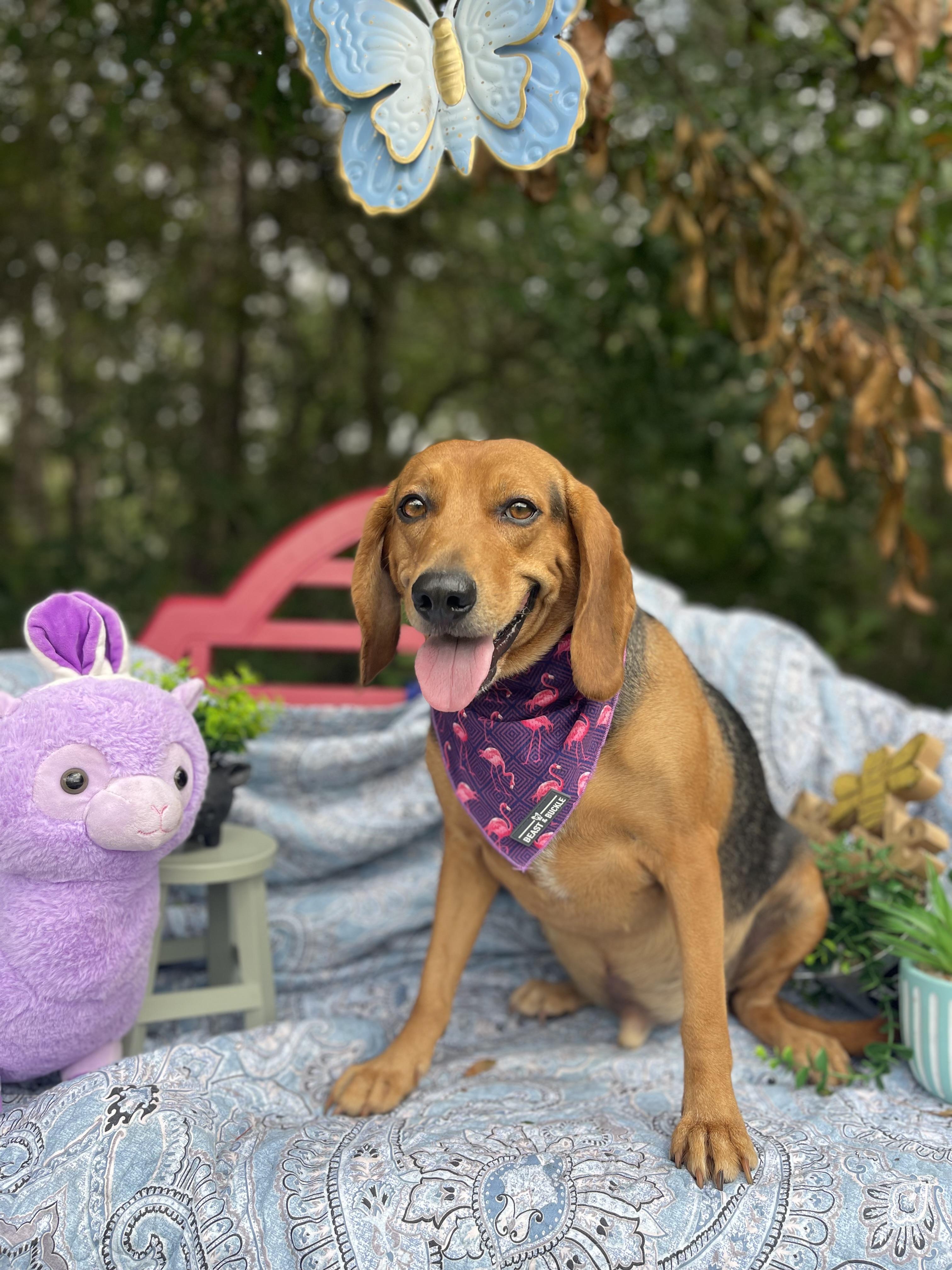 Beaux, an adopted mixed breed in Sebring, FL image 2/6