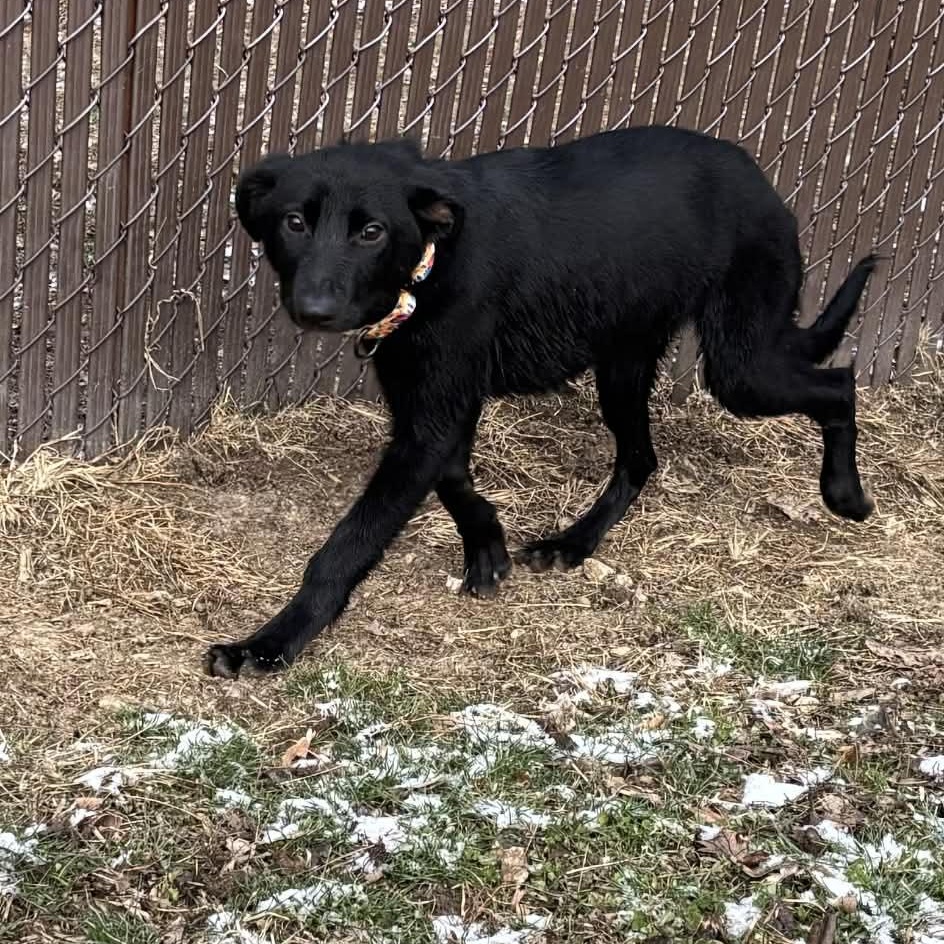 Enlarge Daffy, a ADOPTABLE mixed breed in Quincy, IL image 3/4
