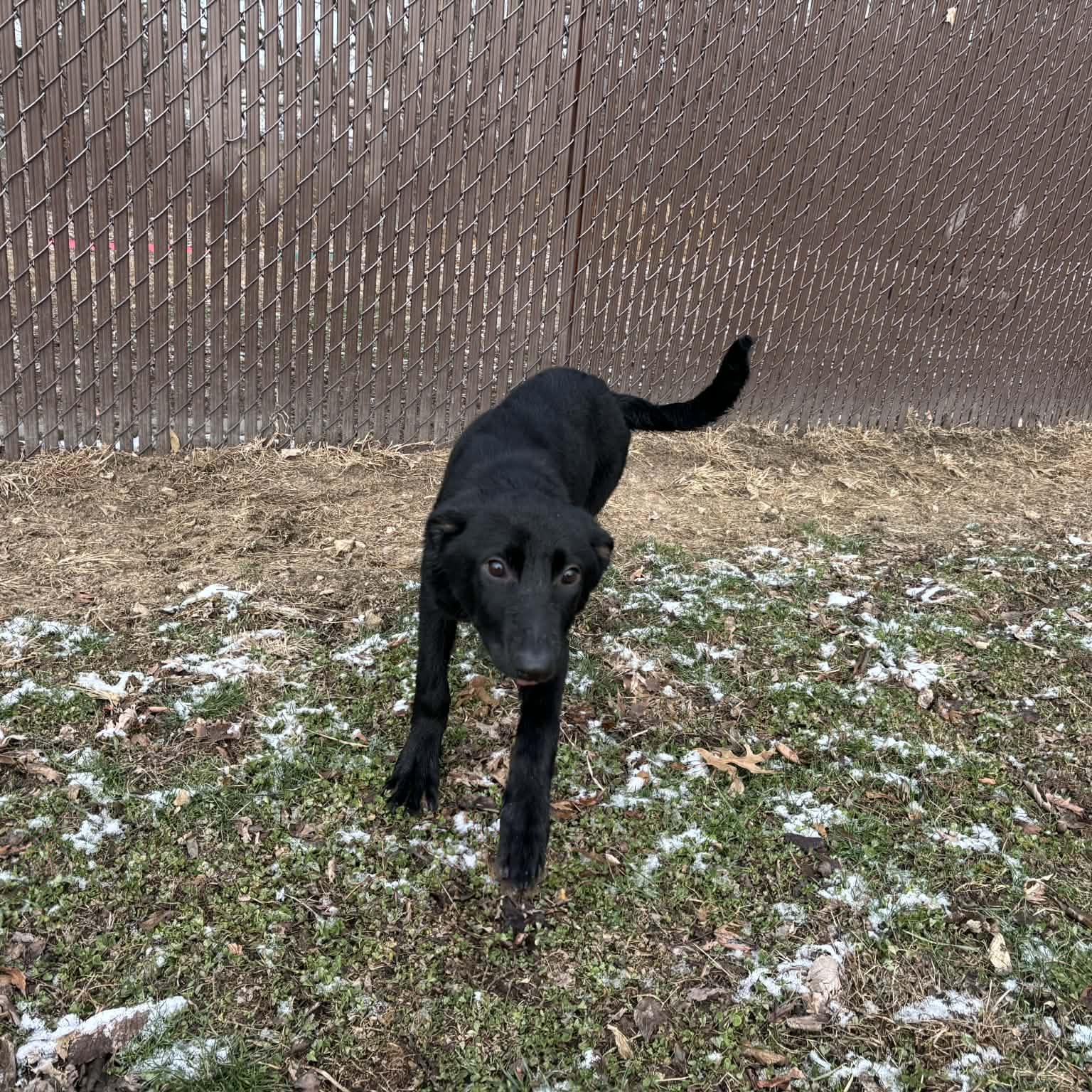 Enlarge Daffy, a ADOPTABLE mixed breed in Quincy, IL image 2/4