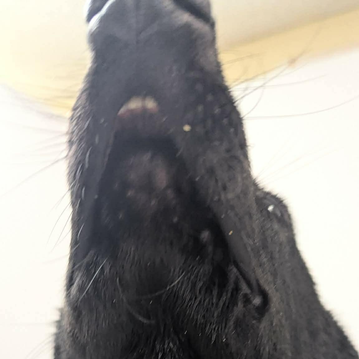 Enlarge Daffy, a ADOPTABLE mixed breed in Quincy, IL image 4/4