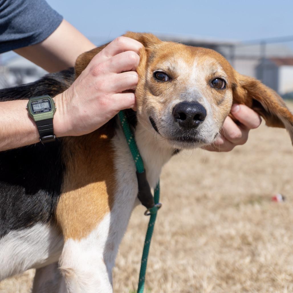 Enlarge Billy, a Adoptable Hound in Elizabeth City, NC image 1/5