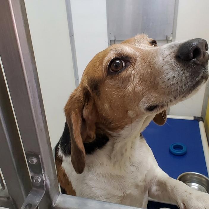 Enlarge Billy, a Adoptable Hound in Elizabeth City, NC image 2/5