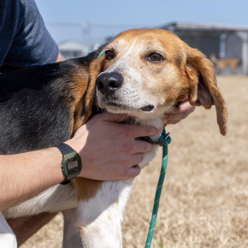 Enlarge Billy, a Adoptable Hound in Elizabeth City, NC image 3/5