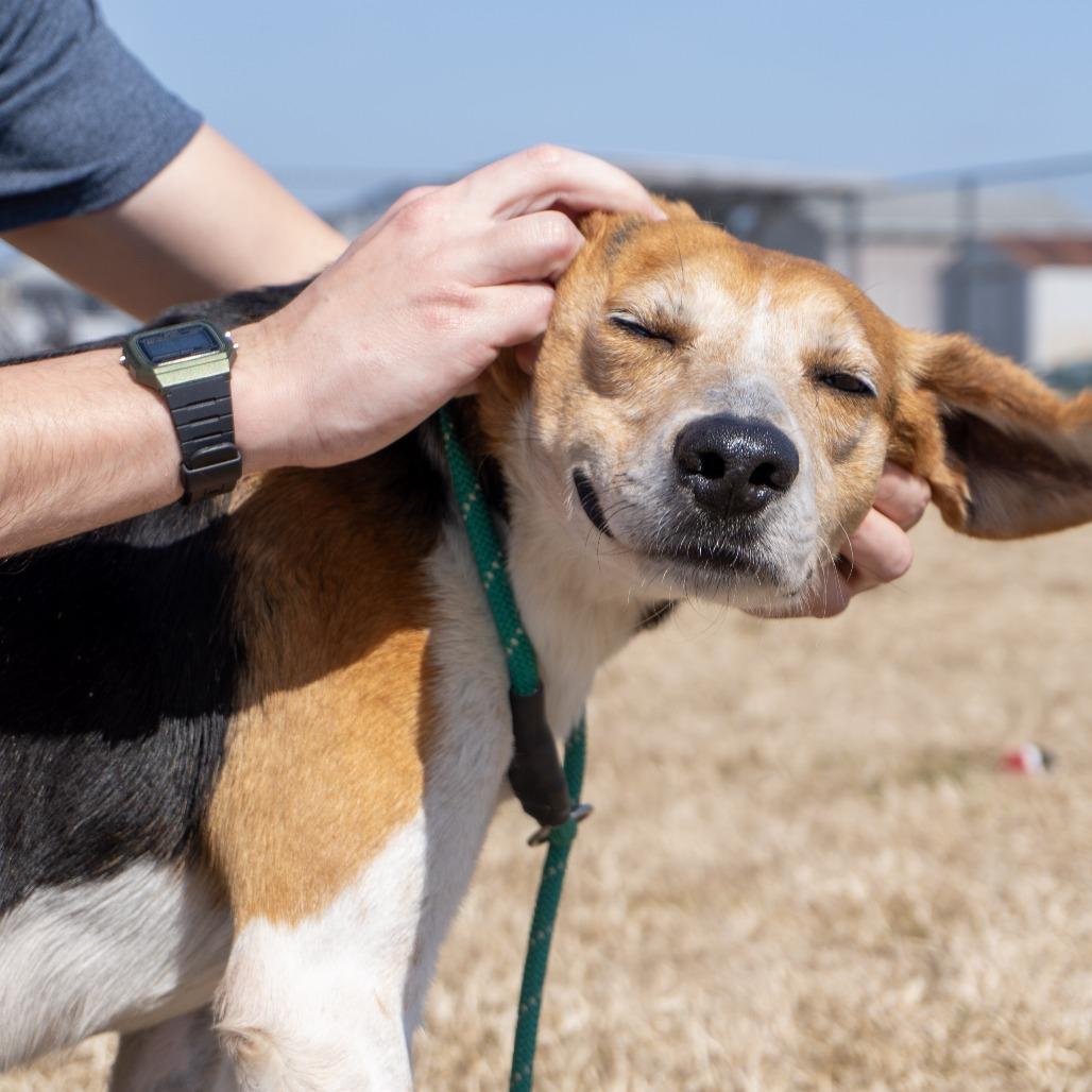 Enlarge Billy, a Adoptable Hound in Elizabeth City, NC image 4/5