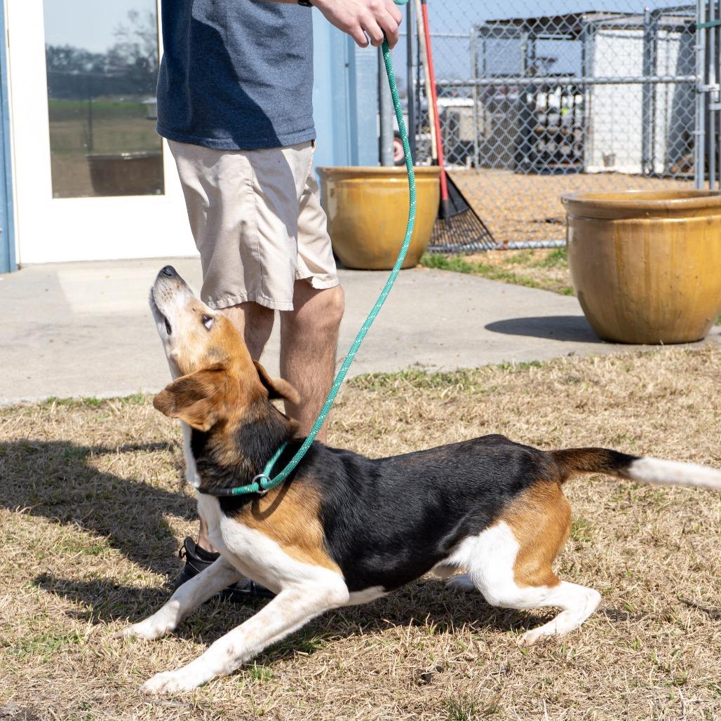 Enlarge Billy, a Adoptable Hound in Elizabeth City, NC image 5/5