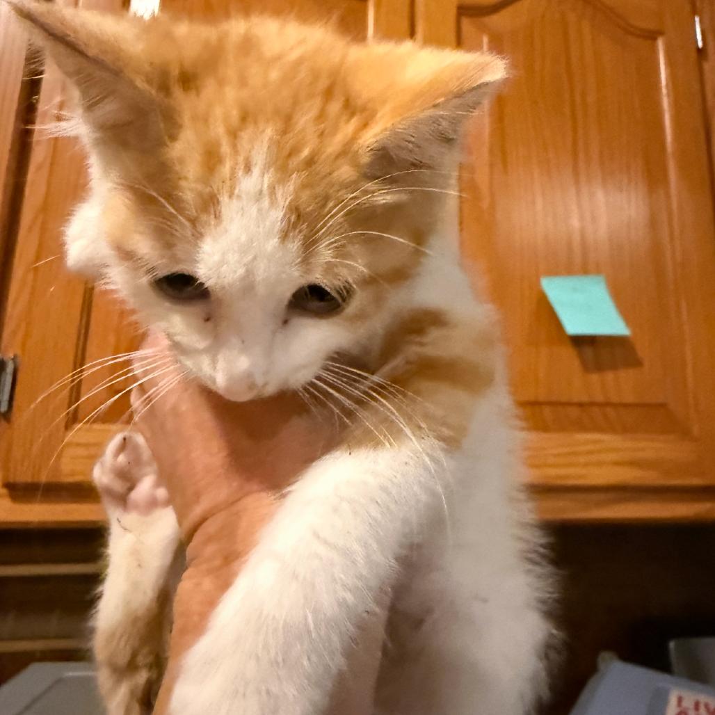 Jerry, Adoptable, Kitten Male Domestic Short Hair.