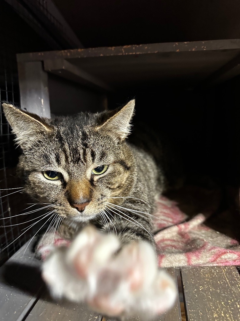 Jimmy, Adopted, Young Male Tabby.