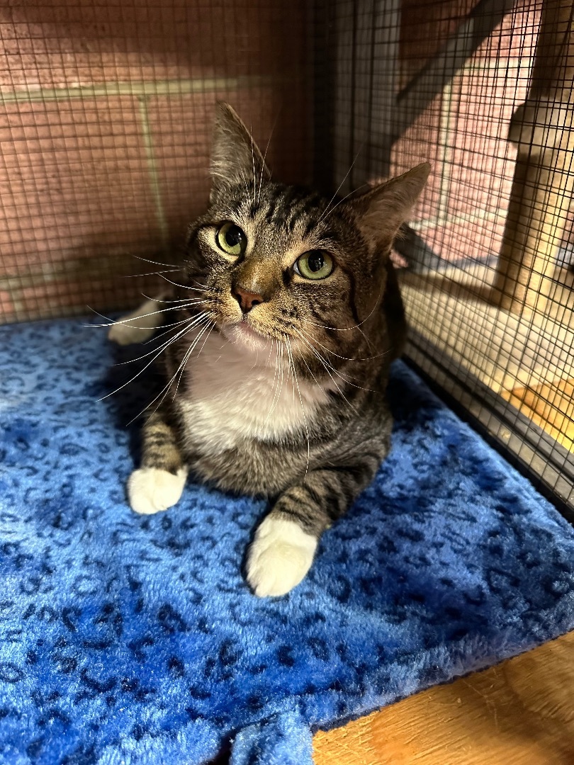 Enlarge Jimmy, a Adopted Tabby in Los Angeles, CA image 2/4