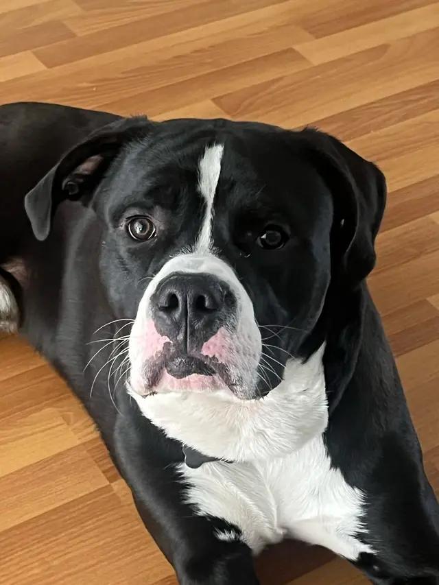 Enlarge Levi, an adoptable American Bulldog in Oakville, ON image 2/4
