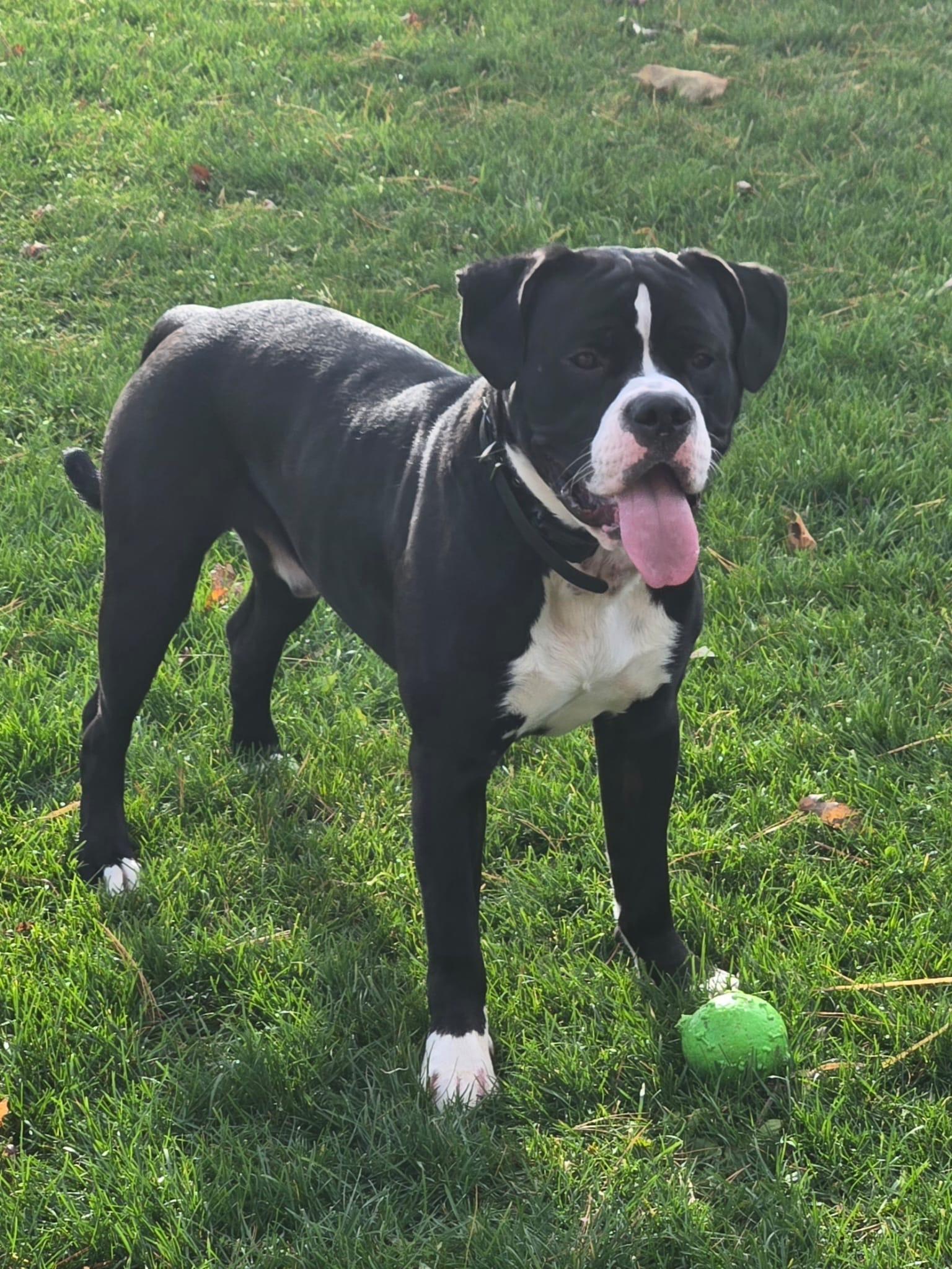 Enlarge Levi, an adoptable American Bulldog in Oakville, ON image 3/4