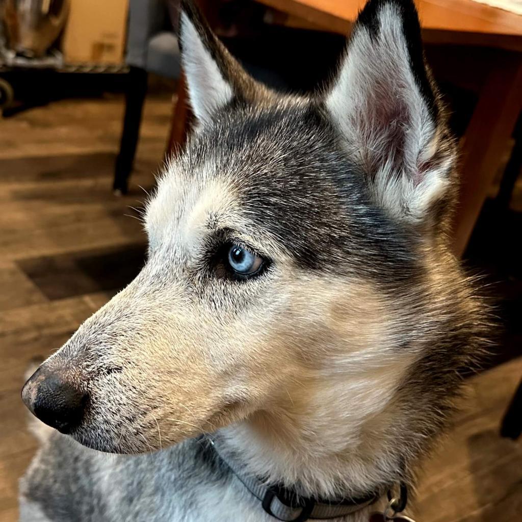 Kylo, Adoptable, Senior Male Husky & Husky.