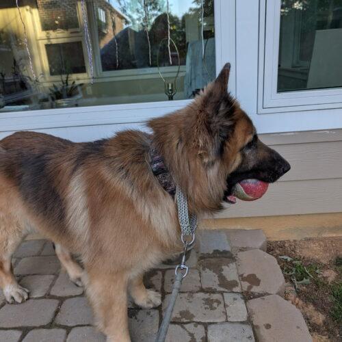 Whiskey, Adoptable, Adult Male German Shepherd Dog.