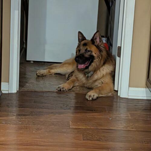Enlarge Whiskey, a Adoptable German Shepherd Dog in Raleigh, NC image 2/4