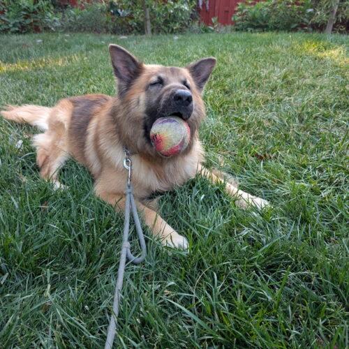 Enlarge Whiskey, a Adoptable German Shepherd Dog in Raleigh, NC image 3/4