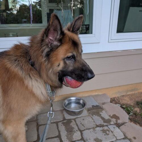 Enlarge Whiskey, a Adoptable German Shepherd Dog in Raleigh, NC image 4/4
