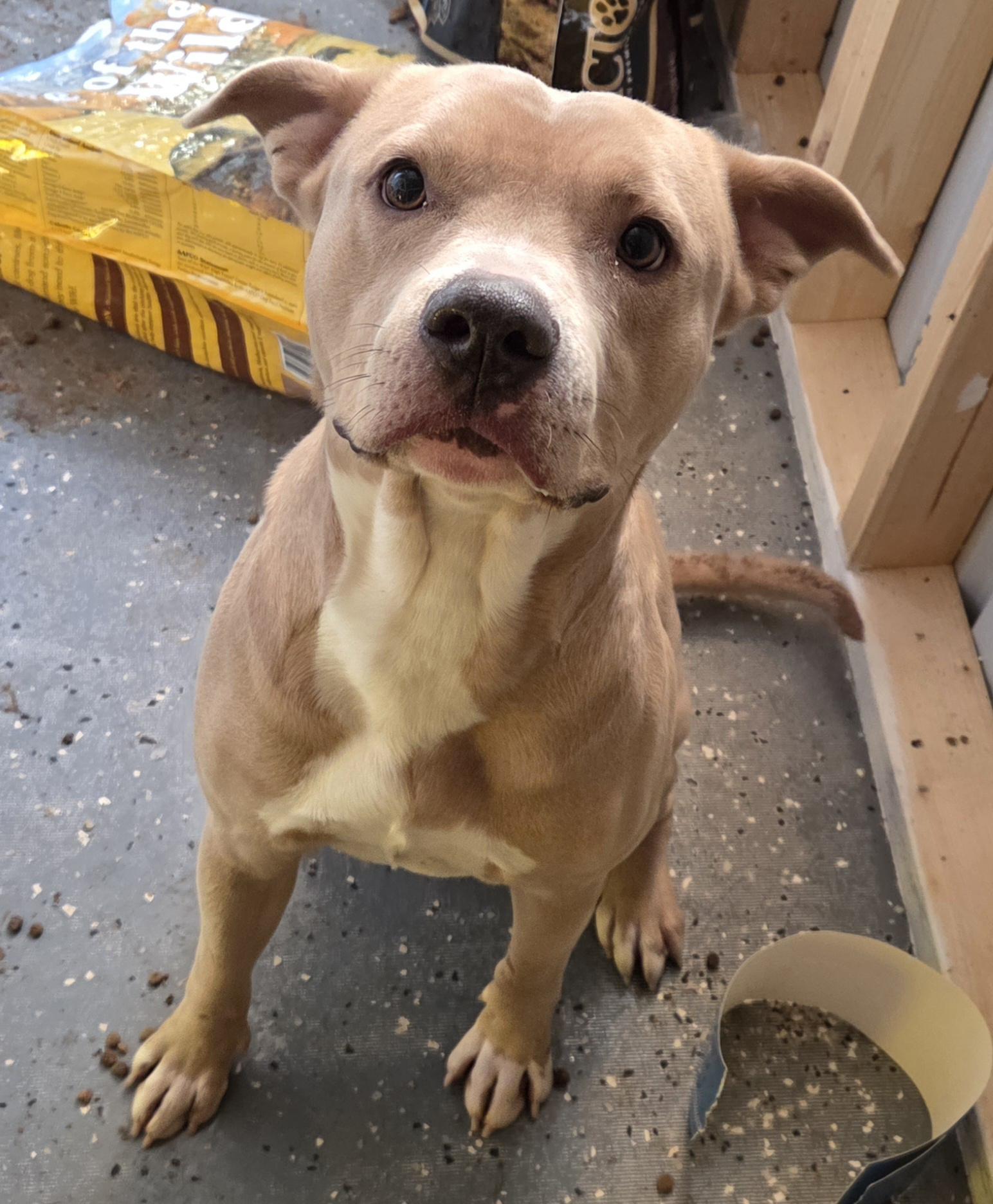 Enlarge Atlas , a ADOPTABLE mixed breed in Camden, OH image 2/3