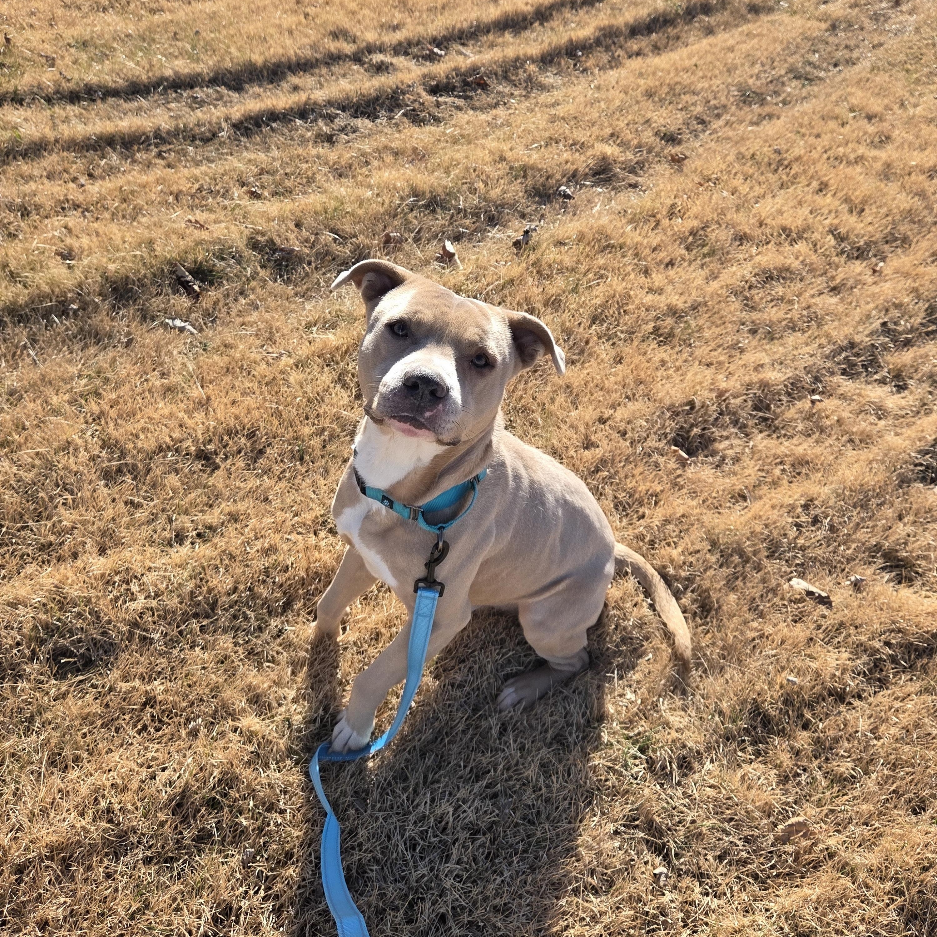 Enlarge Atlas , a ADOPTABLE mixed breed in Camden, OH image 3/3