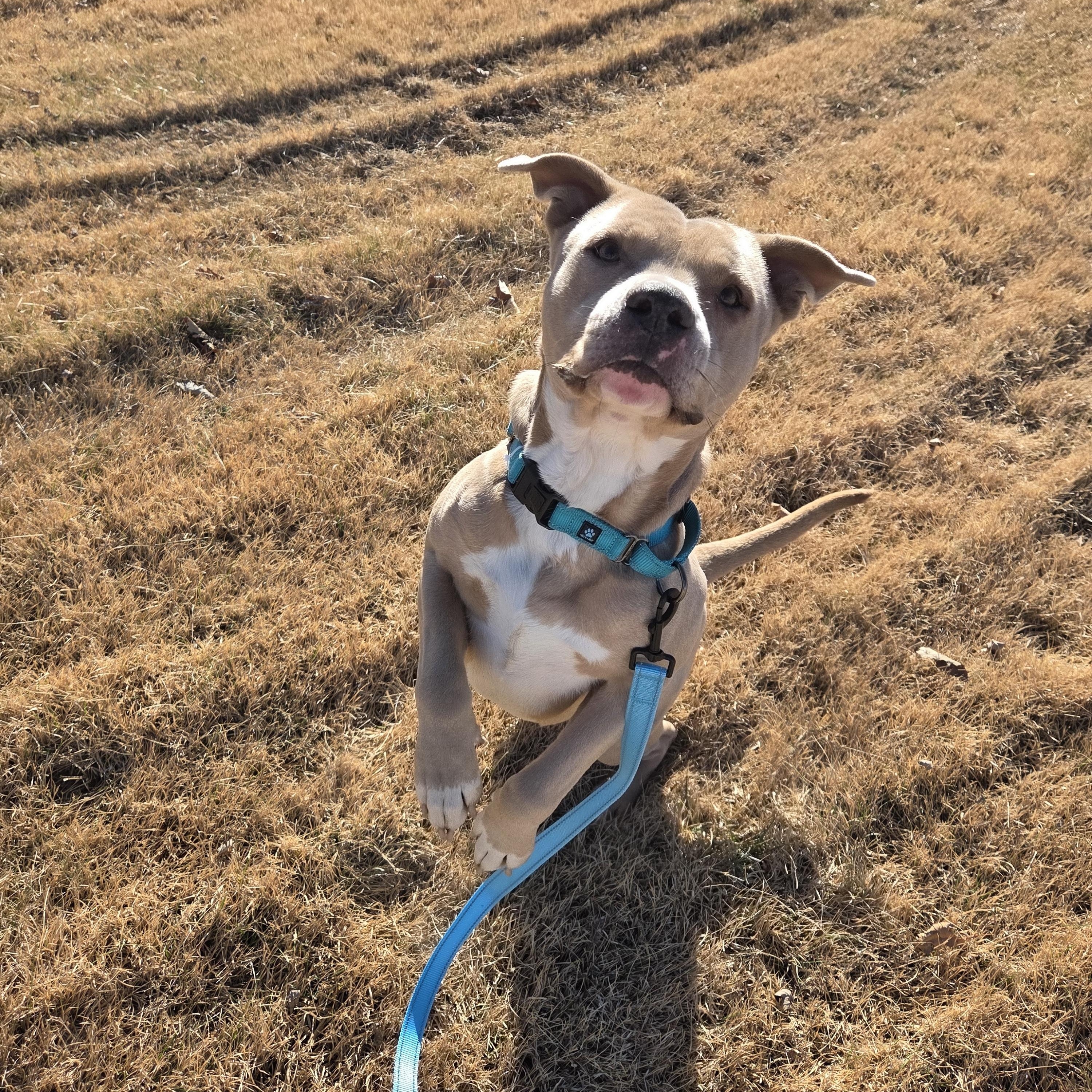 Atlas , ADOPTABLE, Adult Male Pit Bull Terrier & Labrador Retriever.