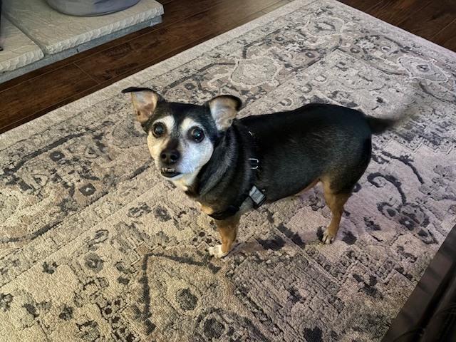 Enlarge Bootsie, a Adoptable mixed breed in Akron, OH image 3/6