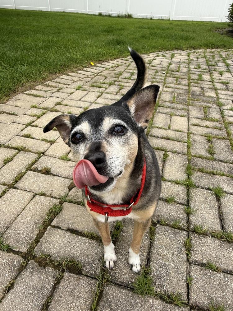 Bootsie, Adoptable, Senior Female Chihuahua & Mixed Breed.