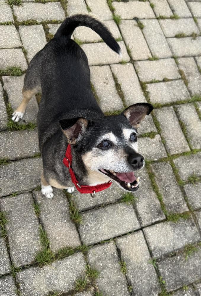 Enlarge Bootsie, a Adoptable mixed breed in Akron, OH image 2/6