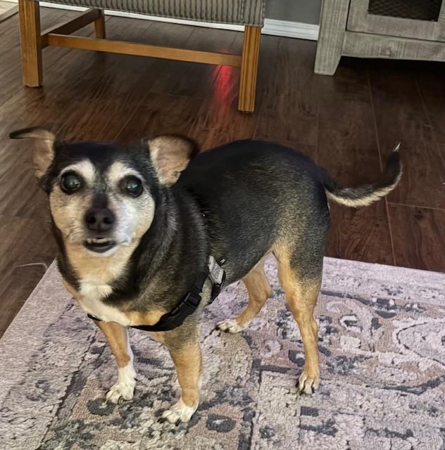 Enlarge Bootsie, a Adoptable mixed breed in Akron, OH image 1/6