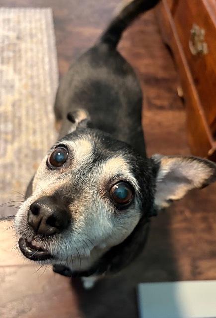 Enlarge Bootsie, a Adoptable mixed breed in Akron, OH image 4/6