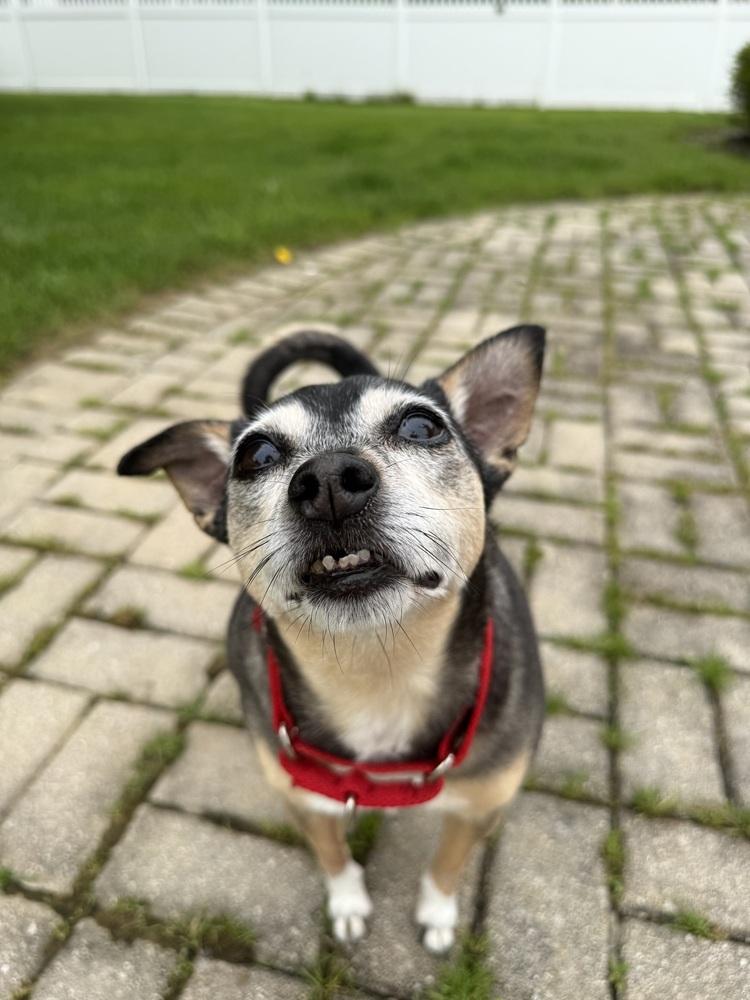 Enlarge Bootsie, a Adoptable mixed breed in Akron, OH image 3/6