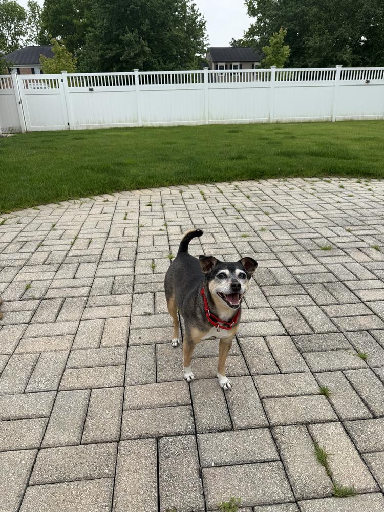 Enlarge Bootsie, a Adoptable mixed breed in Akron, OH image 4/6