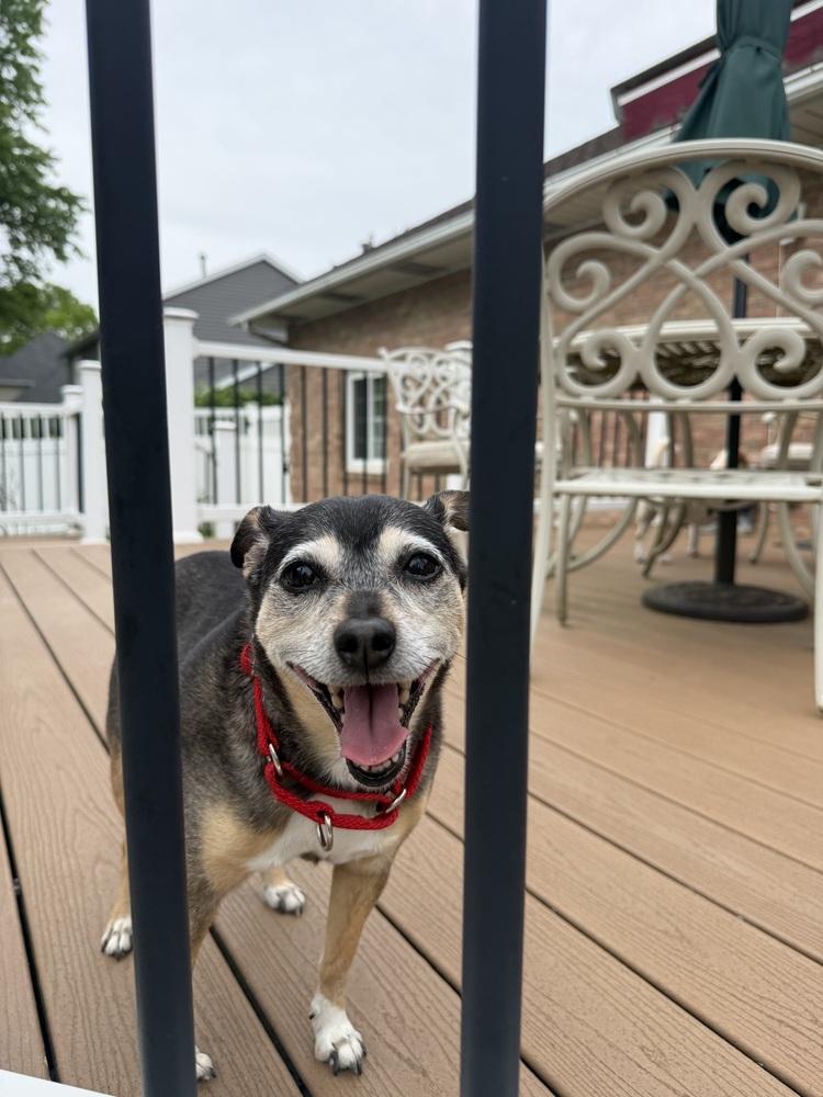 Enlarge Bootsie, a Adoptable mixed breed in Akron, OH image 5/6