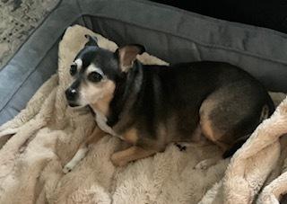 Enlarge Bootsie, a Adoptable mixed breed in Akron, OH image 2/6