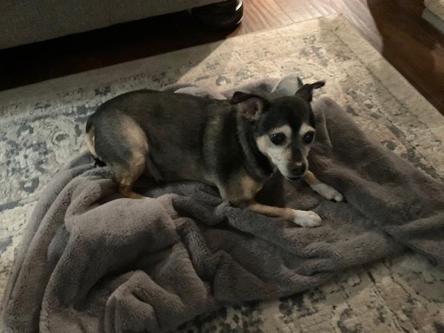 Enlarge Bootsie, a Adoptable mixed breed in Akron, OH image 5/6