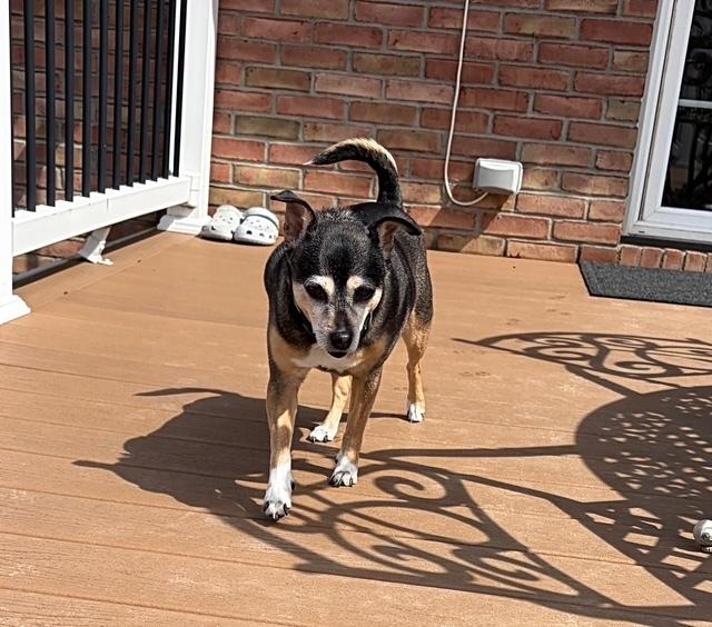 Enlarge Bootsie, a Adoptable mixed breed in Akron, OH image 6/6