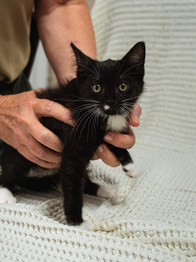 Dollar General 3(Samosa), Adoptable, Kitten Male Domestic Short Hair.