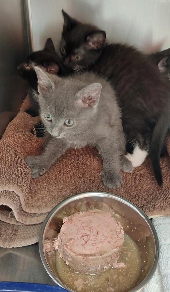 Dollar General 3(Samosa), Adoptable, Kitten Male Domestic Short Hair.