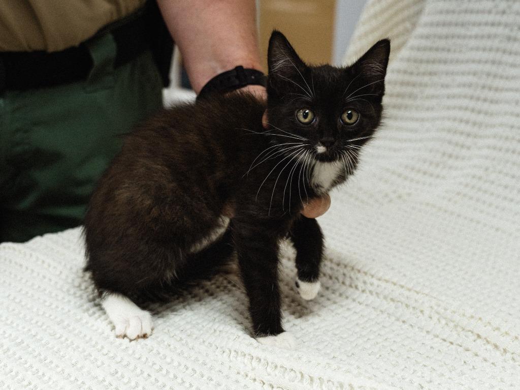 Enlarge Dollar General 3(Samosa), a Adoptable mixed breed in Mocksville, NC image 3/4