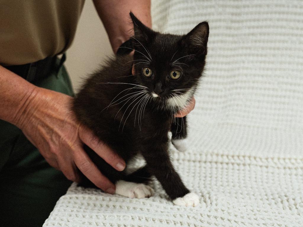 Enlarge Dollar General 3(Samosa), a Adoptable mixed breed in Mocksville, NC image 4/4