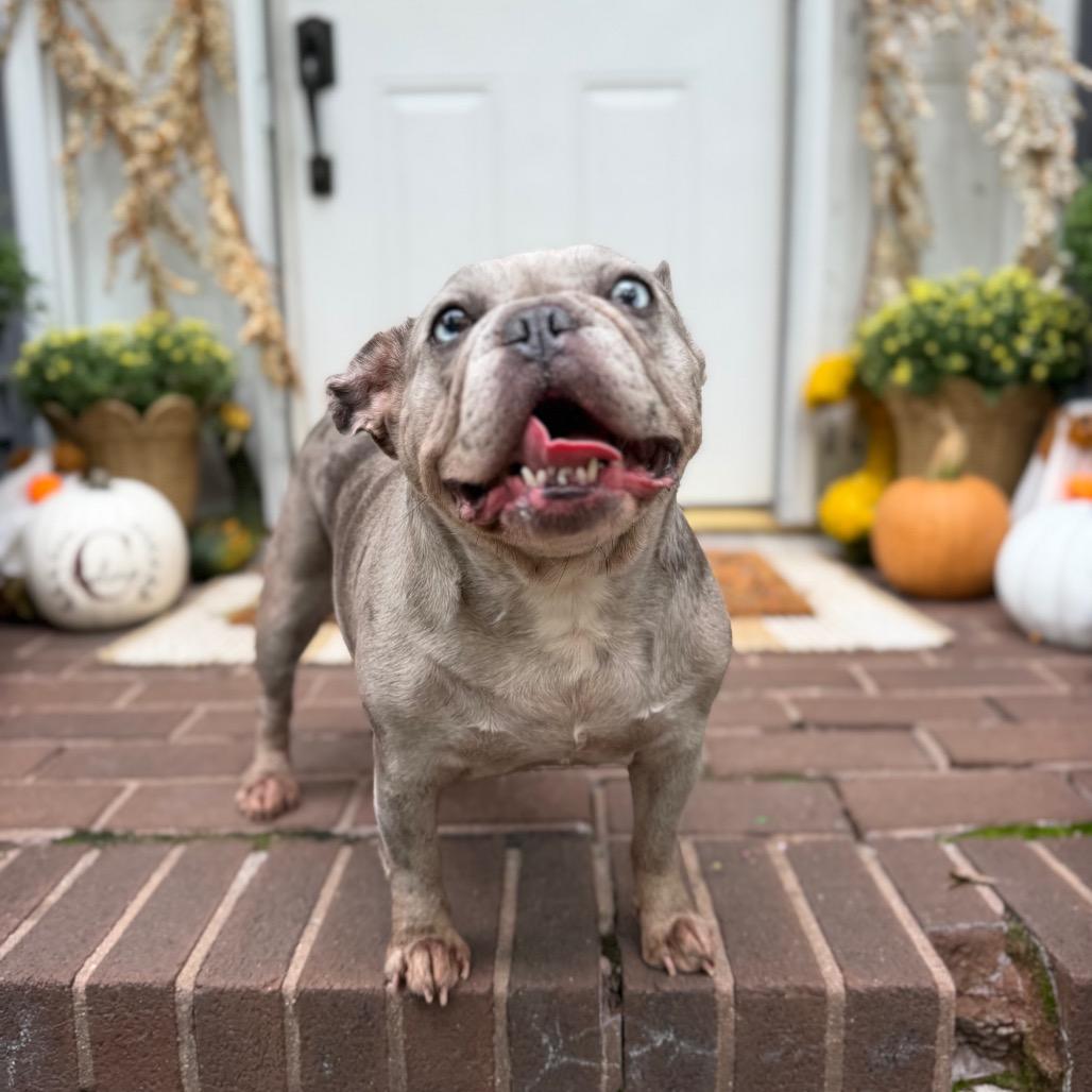 Enlarge Cranberry, a Adoptable French Bulldog in Medford, NJ image 1/6