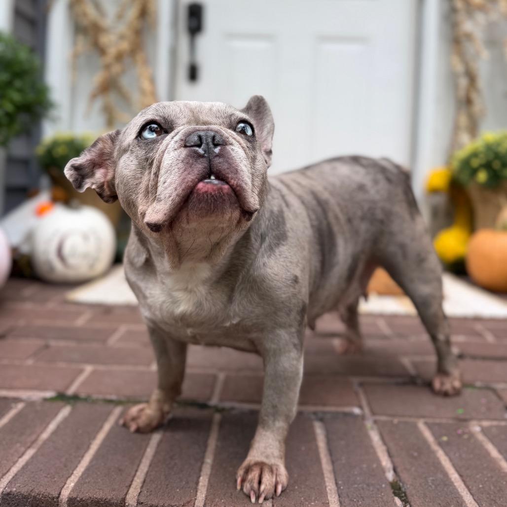 Enlarge Cranberry, a Adoptable French Bulldog in Medford, NJ image 2/6