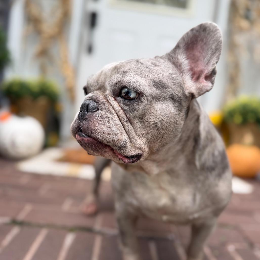 Enlarge Cranberry, a Adoptable French Bulldog in Medford, NJ image 3/6
