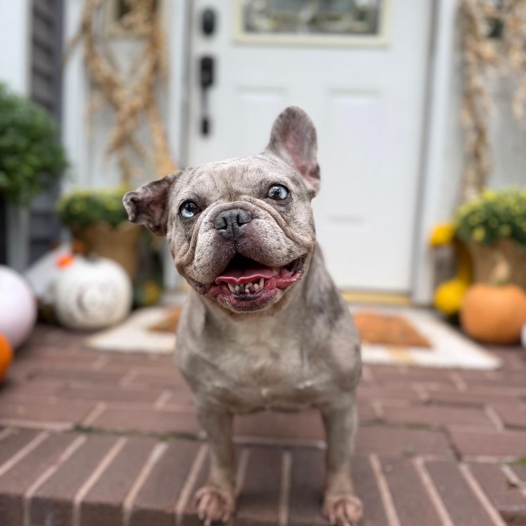 Enlarge Cranberry, a Adoptable French Bulldog in Medford, NJ image 4/6