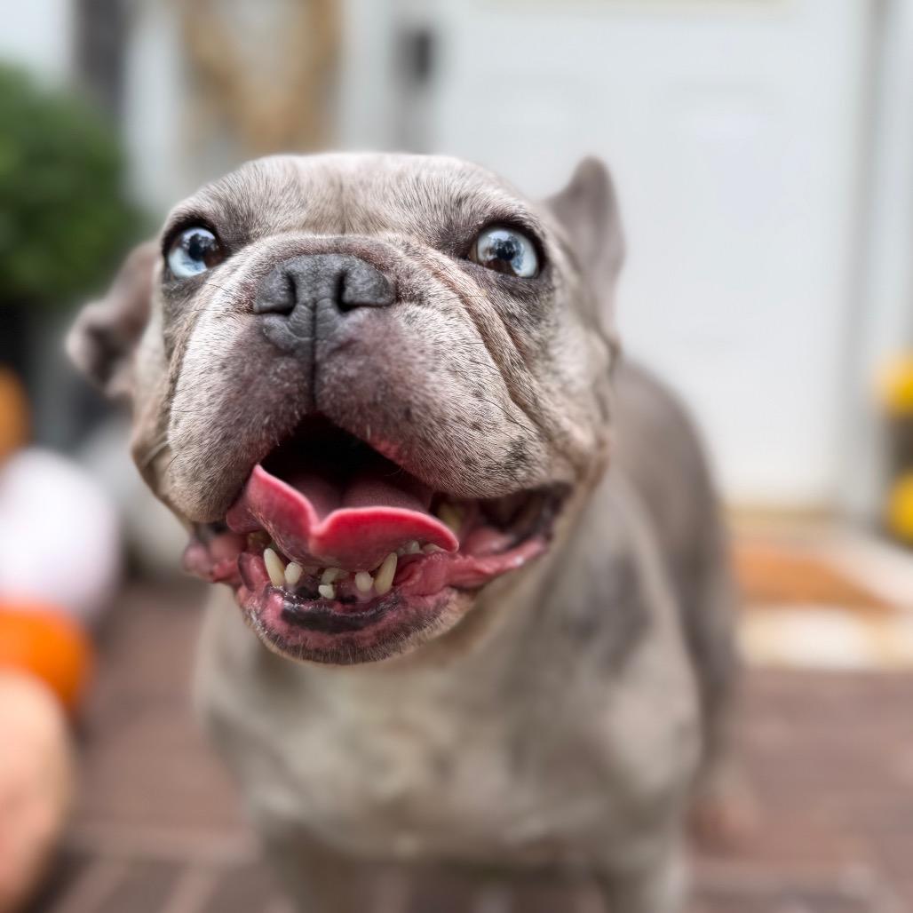 Enlarge Cranberry, a Adoptable French Bulldog in Medford, NJ image 5/6