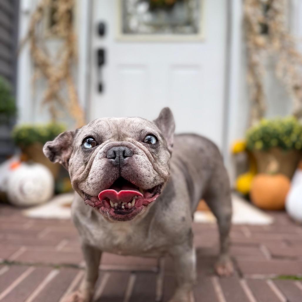 Enlarge Cranberry, a Adoptable French Bulldog in Medford, NJ image 6/6