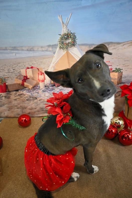 Daisy- RESCUE SINCE DECEMBER, an adoptable Terrier, Canaan Dog in Sweetwater, TN, 37874 | Photo Image 1