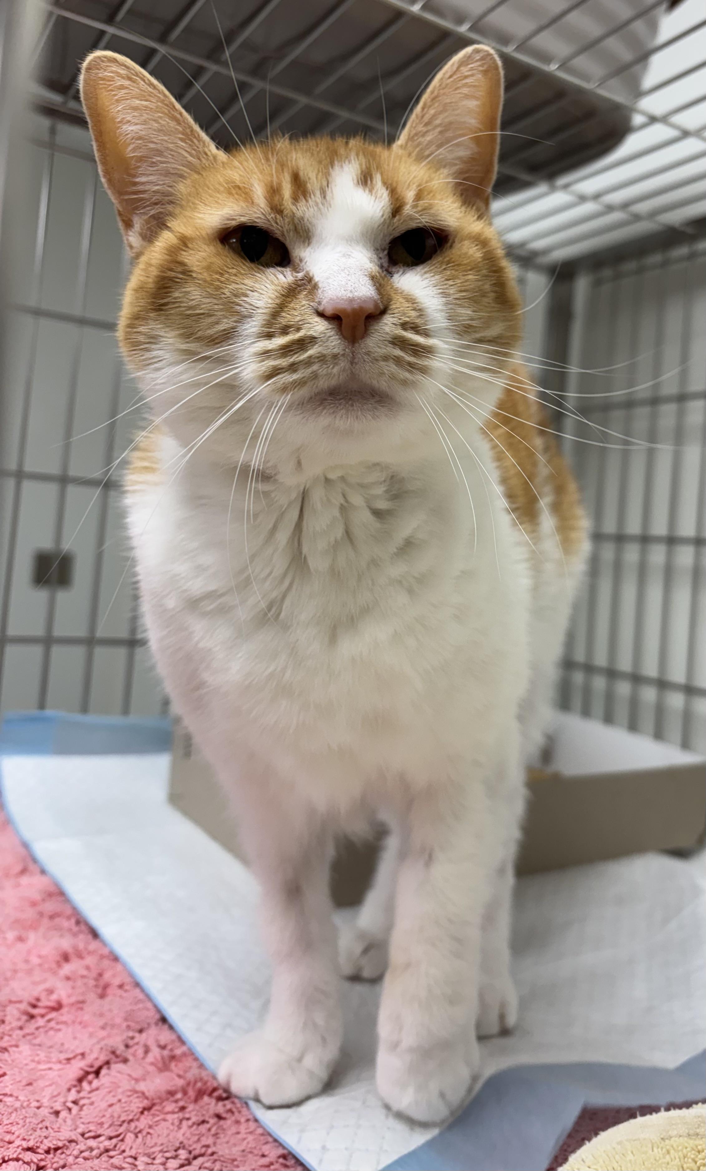 Enlarge Squeak, a Adopted Domestic Medium Hair in Danville, IN image 1/1