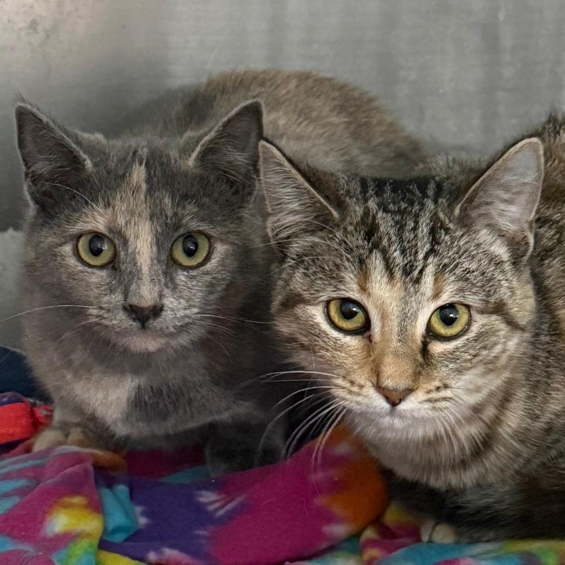 LACEY & CHIFFON, ADOPTABLE, Young Female Domestic Short Hair.