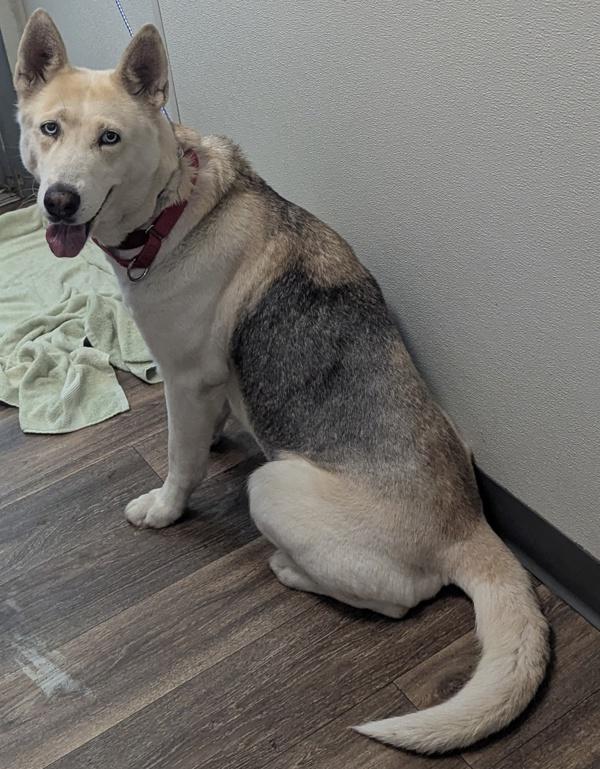 Diamond, Adoptable, Adult Female Siberian Husky.
