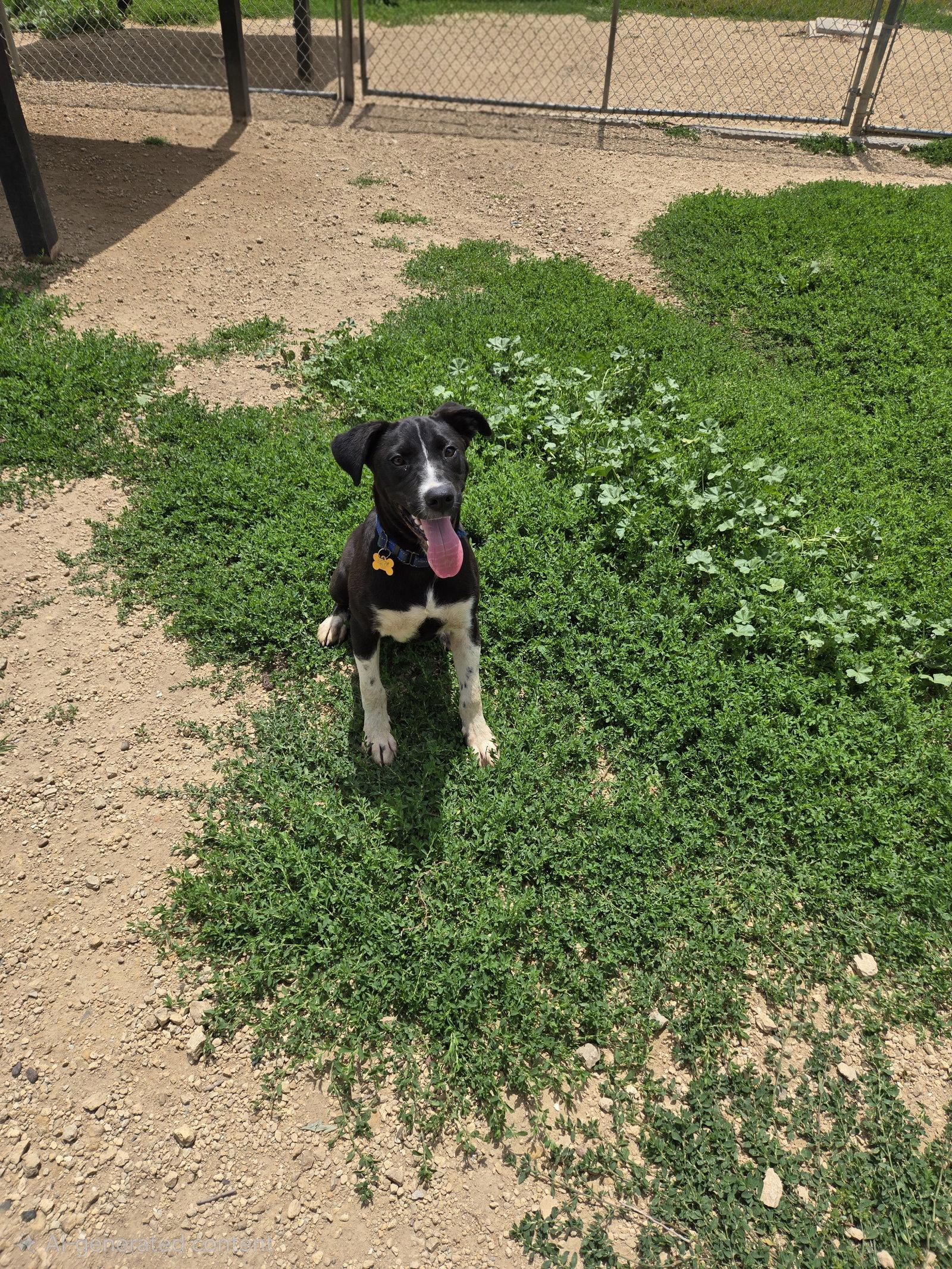 Enlarge Larry, a Adoptable Black Labrador Retriever in Maquoketa, IA image 1/1