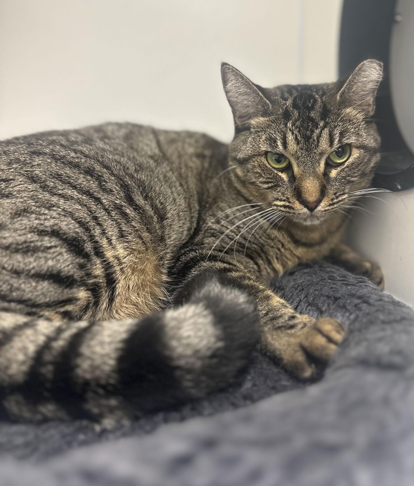 Enlarge Karaoke, a Adoptable Domestic Short Hair in Satellite Beach, FL image 1/3